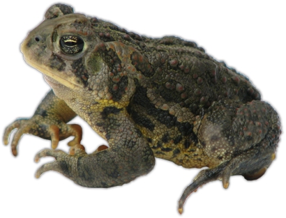 Canadian Toad